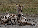 Zebra foal